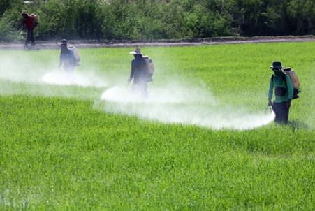 Men in Pesticide field image